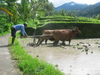plowing_rice