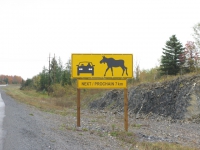 beware-of-giant-moose-new-brunswick-canada
