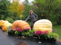 giant-pumpkins-nova-sotia-canaea