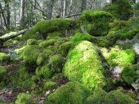 mossy-forest-salt-spring-island-bc