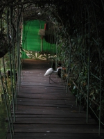 egret-on-boardwalk-rio-dulce-guatemala