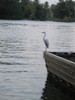 egret-on-rio-dulce-guatemala