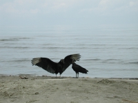 vultures-on-beach-guatemala