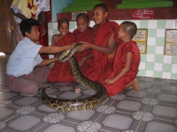 young-monks-with-python