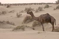 Grazing Camel.jpg
