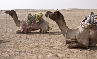 Resting Camels.jpg