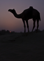 Sunset Camel.jpg