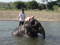 elephant-love-pai-thailand