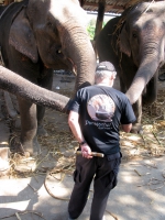 feeding-elephants-pai-thailand
