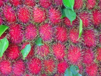 rambutan-fruit-thailand