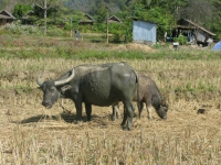 water-buffalo-pai-thailand